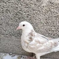 طوقی پلاکی سفید پرشی|پرنده|شاهینشهر, شهرک سایت|دیوار