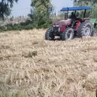 کاه شالی کمل