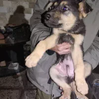 توله ژرمن اصیل