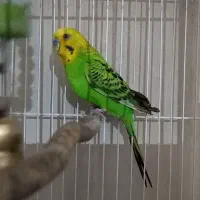 فروش مرغ  نر تعویض باماده