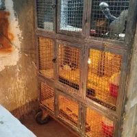 گنجه جفت کنی قفس سه طبقه