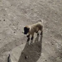 سلام 1 عدد توله سراب نر|سگ|ماهدشت, |دیوار