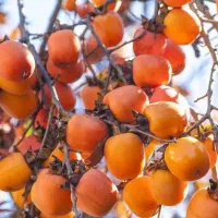 نهالستان پالیز دارای ارقام متنوع نهال های لیبل‌دار|خدمات باغبانی و درختکاری|قروه, |دیوار