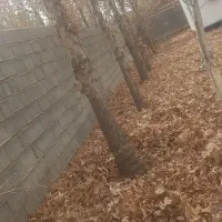 خریدارچوب ودرخت|خدمات باغبانی و درختکاری|شیراز, بریجستون|دیوار