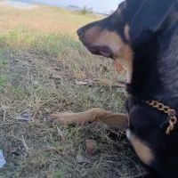 سگ دوبرمن. واگذار|سگ|بندرعباس, |دیوار