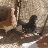 فروش کفتر|پرنده|سپیدان, |دیوار