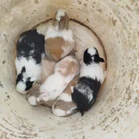 بچه خرگوش فروشی