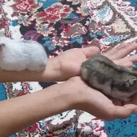 همسترمعاوضه|موش و خرگوش|میناب, |دیوار