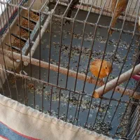 قناری ماده و نر|پرنده|صدرا-فارس, فاز ۱|دیوار