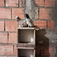 ۴ عدد کبوتر