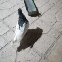 کبوتر|پرنده|شیراز, احمدی جنوبی|دیوار