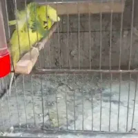 فروش مرغ عشق