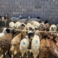 بره کره گیسه بز محلی