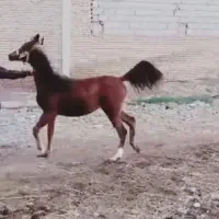 کره مادیون عرب