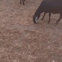 ۳عدد شیشکی فروشی