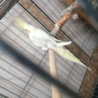 عروس هلندی رنگ خاص