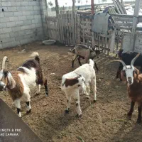 بز های ماده|حیوانات مزرعه|بندر ترکمن, |دیوار