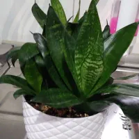 تعدادی گل به فروش میرسد