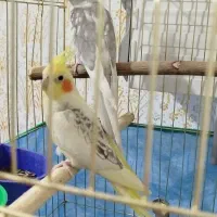 عروس هلندی مولد درجه 1