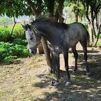 نریان کرد ۴ سال زیبا و درجه یک مخصوص خاص پسندا