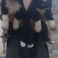 واگذاری توله قدرجونی دوماه بشرت|سگ|اصفهان, طاحونه|دیوار