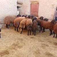 فروش ۱۴ راس گوسفند نر|حیوانات مزرعه|بزینه رود, |دیوار