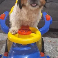 مادر و توله میکس شیتزو فلت و پامر روباهی اصیل|سگ|مشهد, کلاکوب|دیوار