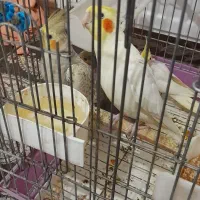 عروس هلندی|پرنده|محمدشهر, شهرک پیام (مهرالبرز)|دیوار