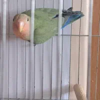 کوتوله‌ برزیلی