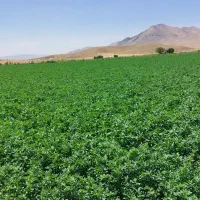یونجه