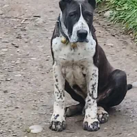 توله سگ آلابای ۴ ماهه معاوضه با کره اسب مادیان