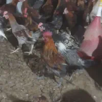 2000عدد خروس محلی