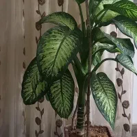 گل دیفن باخیا