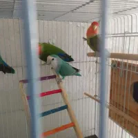 پرنده  دو جفت  با ا قفس همه یک جاه|پرنده|لامرد, |دیوار