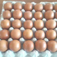 تخم مرغ دو زرده