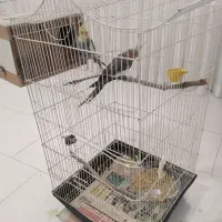 عروس هلندی نروماده|پرنده|فردیس, منظریه|دیوار