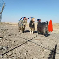 سه عدد نربز روزگاری لری بختیاری