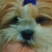 شیتزو فلت عروسکی