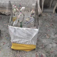 عروس هلندی با قفس