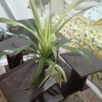 میزعسلی|مبلمان خانگی و میز عسلی|رشت, یخسازی|دیوار