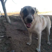 سگ گوجی|سگ|اسفراین, |دیوار