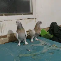 دوتا نر سوسنی بزن