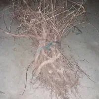 نهال انگو ر|خدمات باغبانی و درختکاری|ملایر, |دیوار