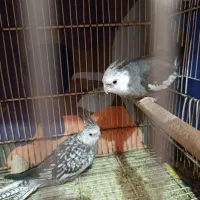 عروس|پرنده|هامون, |دیوار