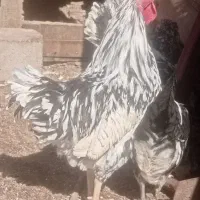 دو عدد خروس|حیوانات مزرعه|قم, ولیعصر|دیوار