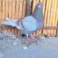 کبوتر مسجدی نر|پرنده|بندر ترکمن, |دیوار