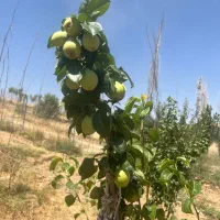 باغ۲۰۰۰متر ۵ کیلو متر فاصل تا شهر