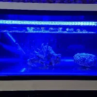 2 عدد اکواریوم در حد نو