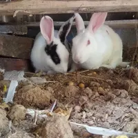 فروش خرگوش