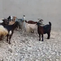 بز داشتی وگوشتی